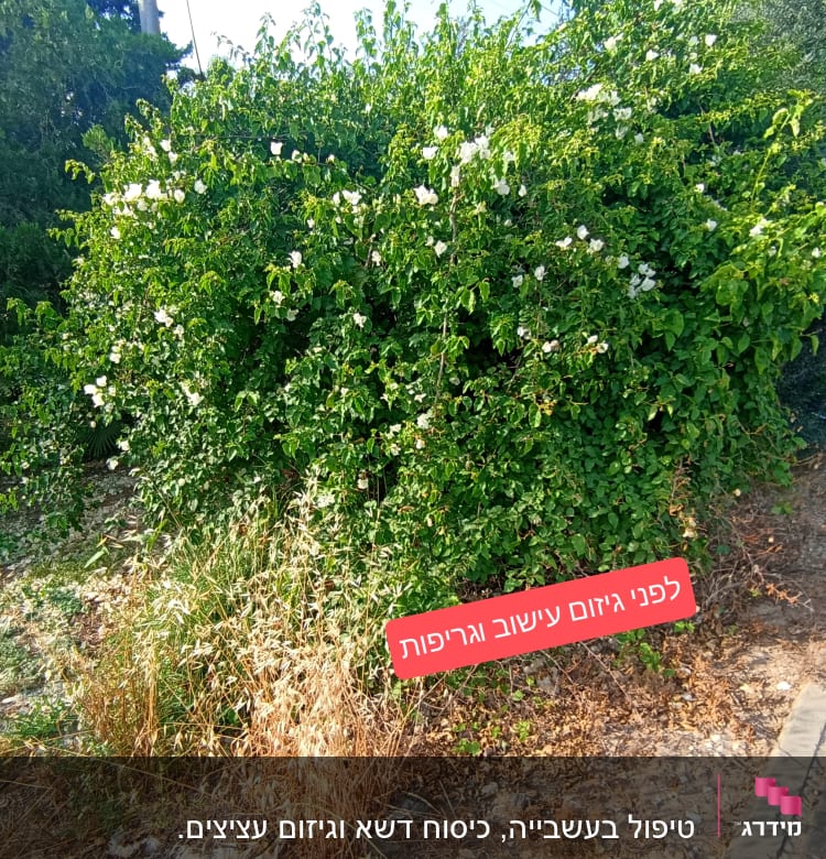 שיח ירוק עם פרחים לבנים בגינה